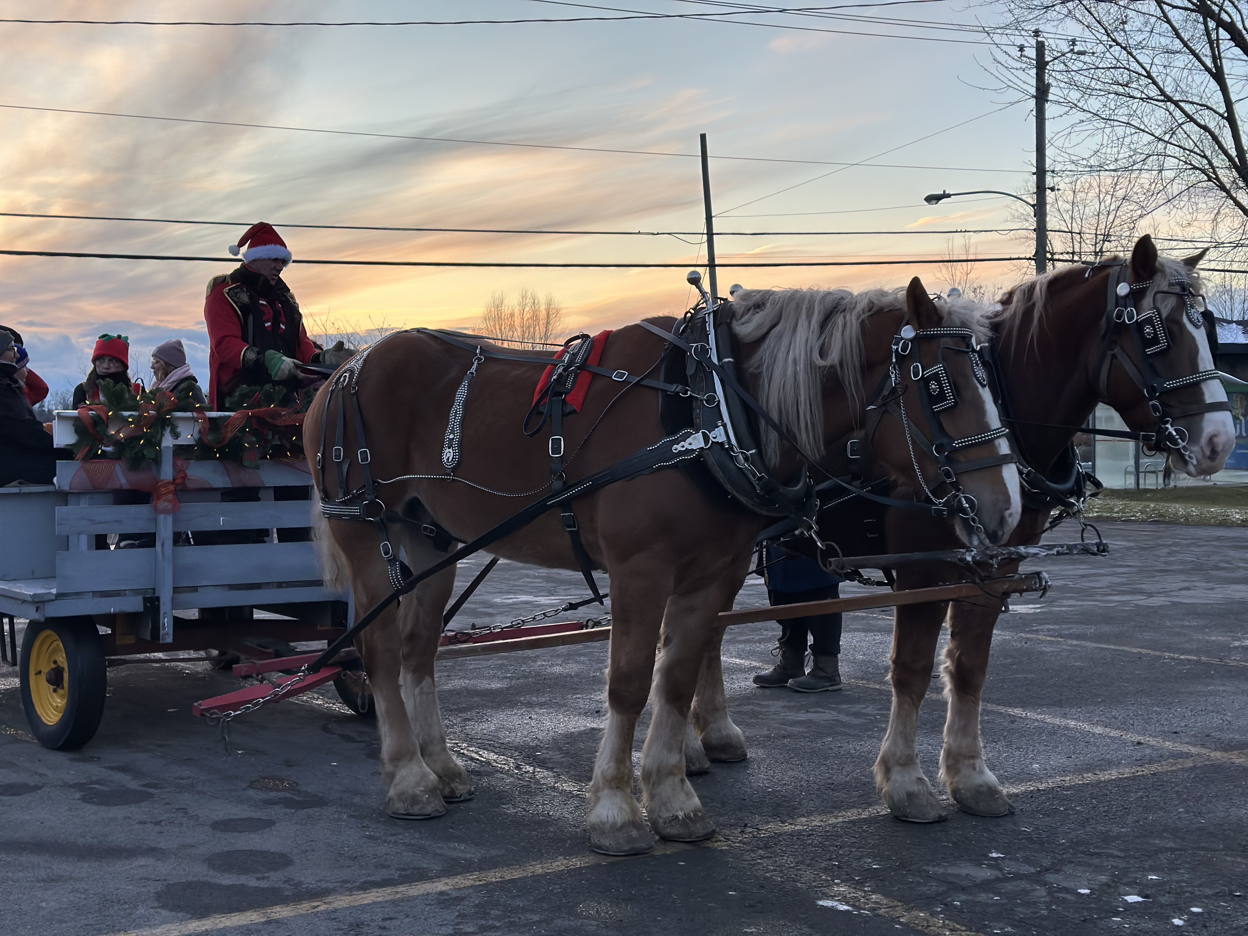 Calèche de Noël tirée par deux chevaux de trait.